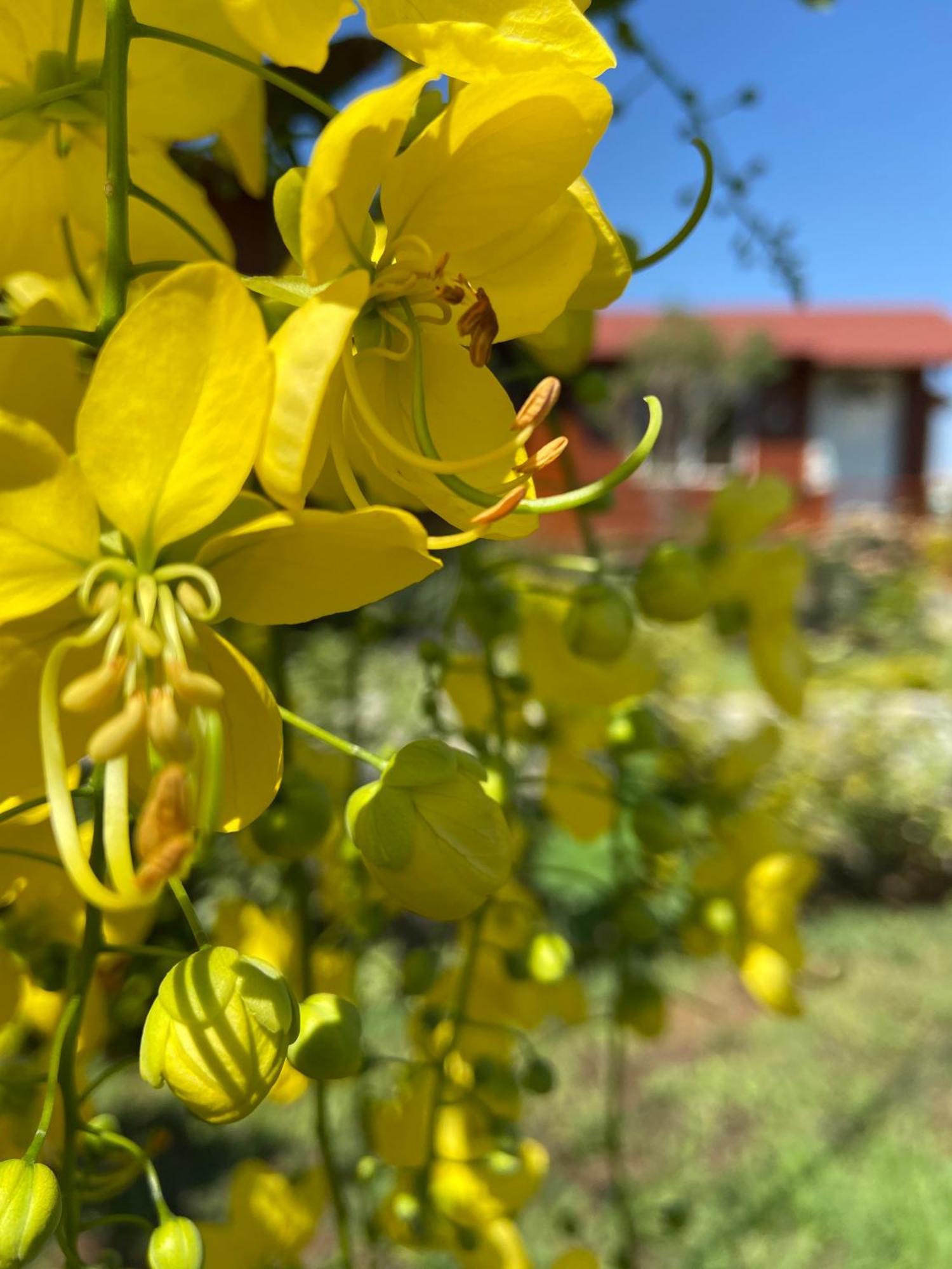 Villarreal Lodge Hotel Ecologico Totolapan Εξωτερικό φωτογραφία